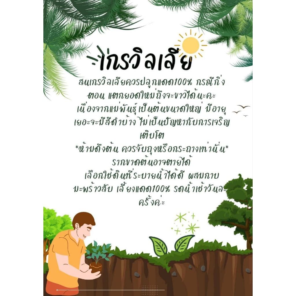 ต้นสนเกรวิลเลีย เหลืองเลื้อย 1เมตรกิ่งตอน รูปที่ 4