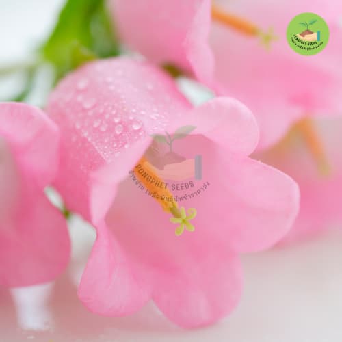 เมล็ดพันธุ์ดอกระฆังสีหวาน 10 เมล็ด รูปที่ 2