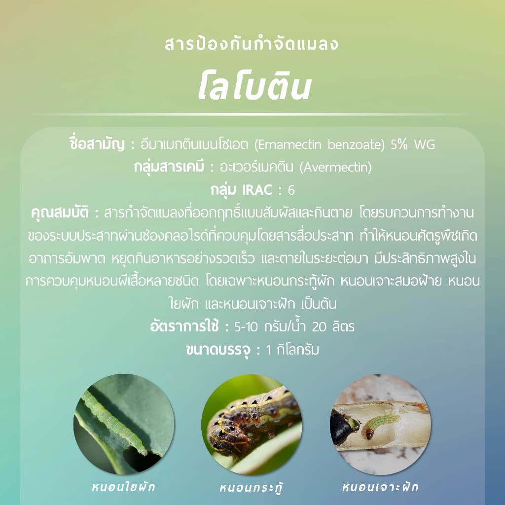โลโบติน 1 กิโลกรัม รูปที่ 2