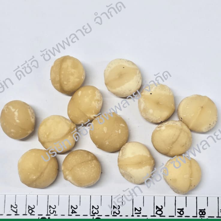 แมคคาเดเมียดิบ Raw Macadamia รูปที่ 3