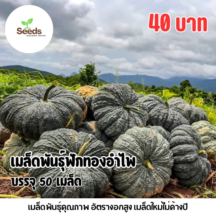 เมล็ดพันธุ์ฟักทองอำไพ บรรจุ 50 เมล็ด รูปที่ 1