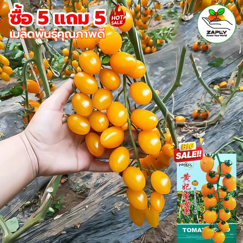 เมล็ดพันธุ์มะเขือเทศเชอรี่สีเหลือง 200 เมล็ด เมล็ดปลูกผักผลไม้ รูปที่ 1