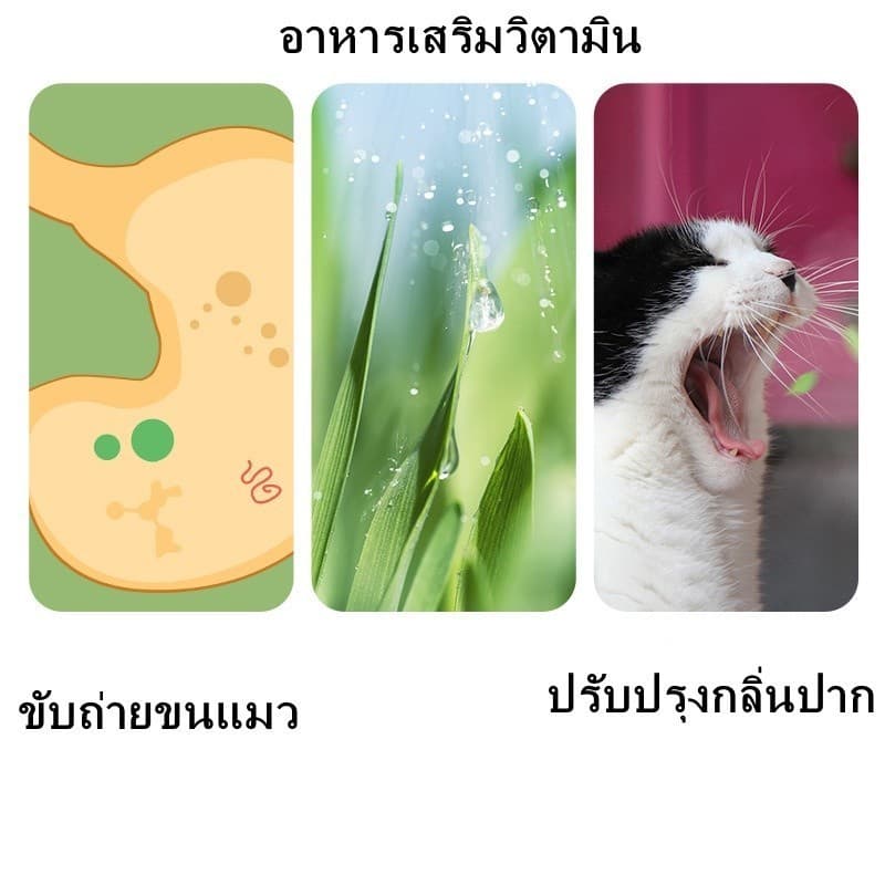 มือใหม่ก็ปลูกได้ แบบถุงปลูกง่ายแค่เติมน้ำ ต้นอ่อนข้าวสาลี ออแกนิกส์ ต้นอ่อนข้าวสาลี หญ้าเเมว หญ้าเเมว สำห รูปที่ 3