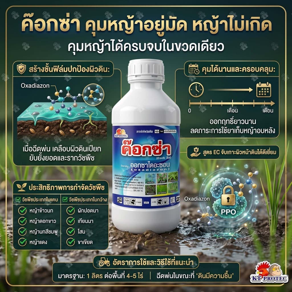 ค๊อกซ่า ขนาด 1 ลิตร ออกซาไดอะซอน 25% EC ใช้แบบ รอนสตาร์ คุมหญ้าวัชพืชทุกชนิด คุมหญ้านาหว่านข้าวแห้ง รูปที่ 1