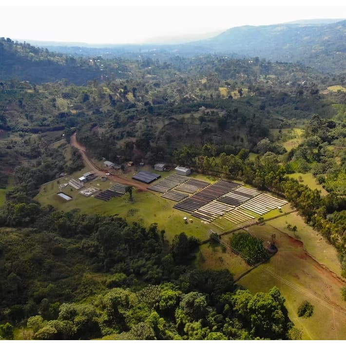 Ethiopia Bensa Hamasho Natural เมล็ดกาแฟเอธิโอเปียคั่วอ่อน รูปที่ 3