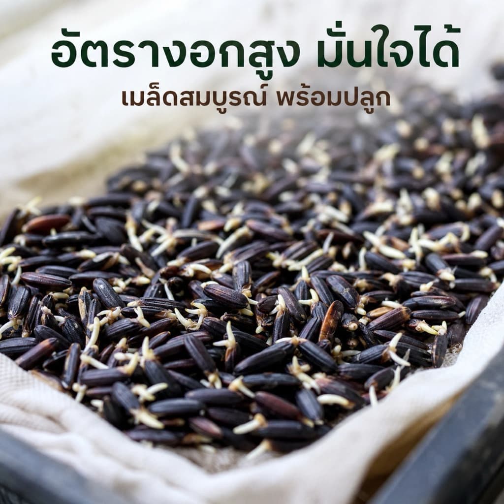 เมล็ดพันธุ์ข้าวไรซ์เบอร์รี่ ปลูกง่าย งอกไว ข้าวเปลือกคัดมือ เมล็ดสมบูรณ์ ปลูกได้ทุกพื้นที่ รูปที่ 5