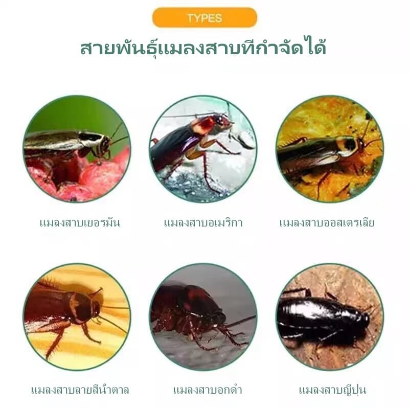 8 เม็ด/กล่องยาฆ่าแมลงสาบ เหยื่อล่อกำจัดแมลงสาบ หายขาด ปลอดภัยสำหรับเด็ก ใช้ได้ทั้งครอบครัว สัตว์รบกวน ได้ผล 100% รูปที่ 7