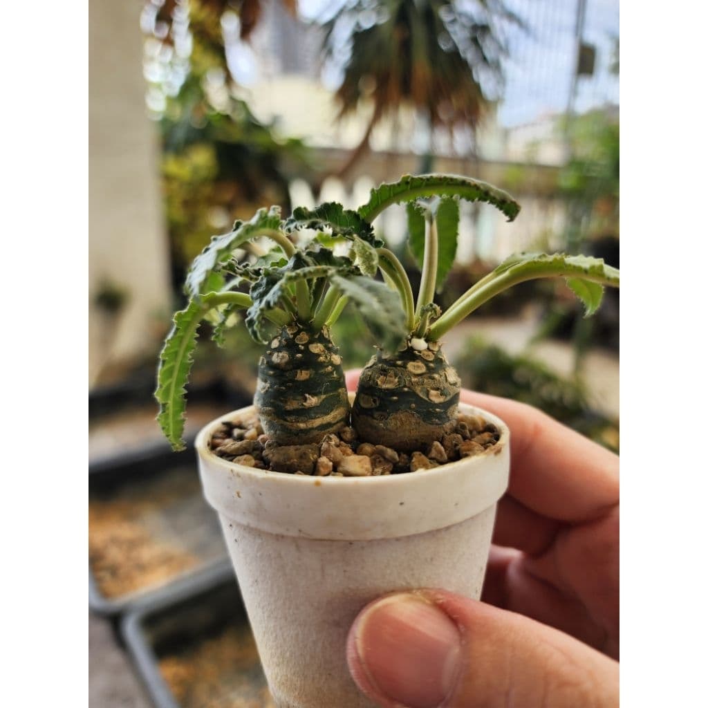 กระบองเพชร แคคตัส Dorstenia Foetida มะพร้าวทะเลทราย รูปที่ 3