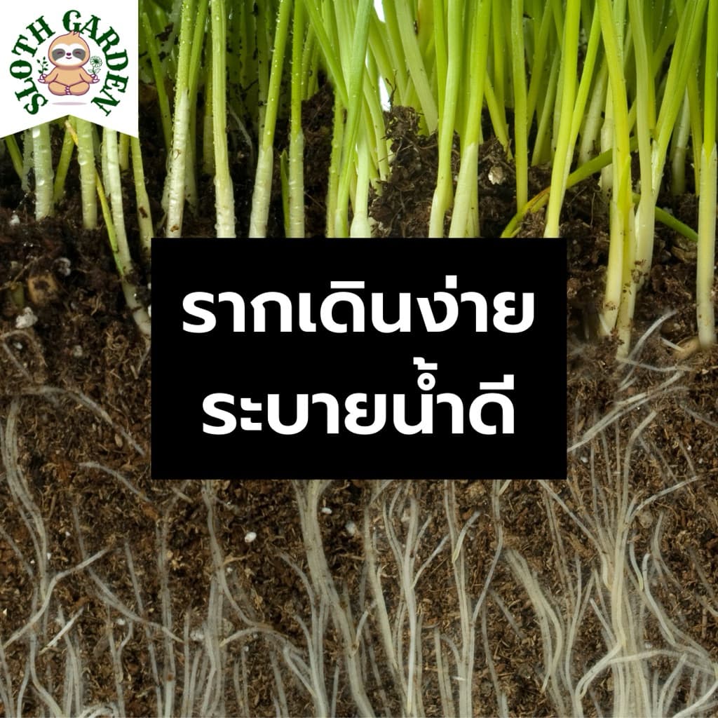 ดินร่วนปนทราย ผสมปุ๋ยหมัก ปลูกต้นอะไรก็ได้ รากเดินง่าย ระบายน้ำดี อินทรีย์วัตถุสูง ดินแคคตัส ดินเพาะเมล็ด รูปที่ 5