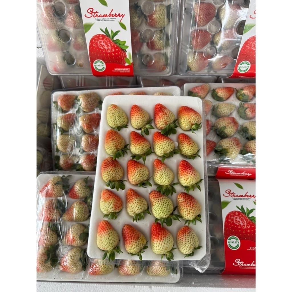 สตรอเบอรี่สด สตรอเบอรี่นำเข้าจากจีน เปรี้ยวหวาน สดชื่น ขนาด15-20-24ลูก อ่านรายละเอียดทุกอย่างก่อนกดสั่ง รูปที่ 6