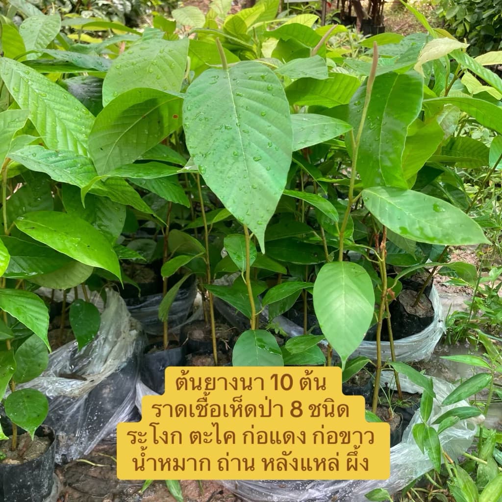 ต้นยางนา ชุด 10 ต้น ราดเชื้อเห็ดป่า 8 ชนิด (เห็ดระโงก ตะไค ก่อแดง ก่อขาว น้ำหมาก ถ่าน หลังแหล่ ผึ้ง) รูปที่ 2