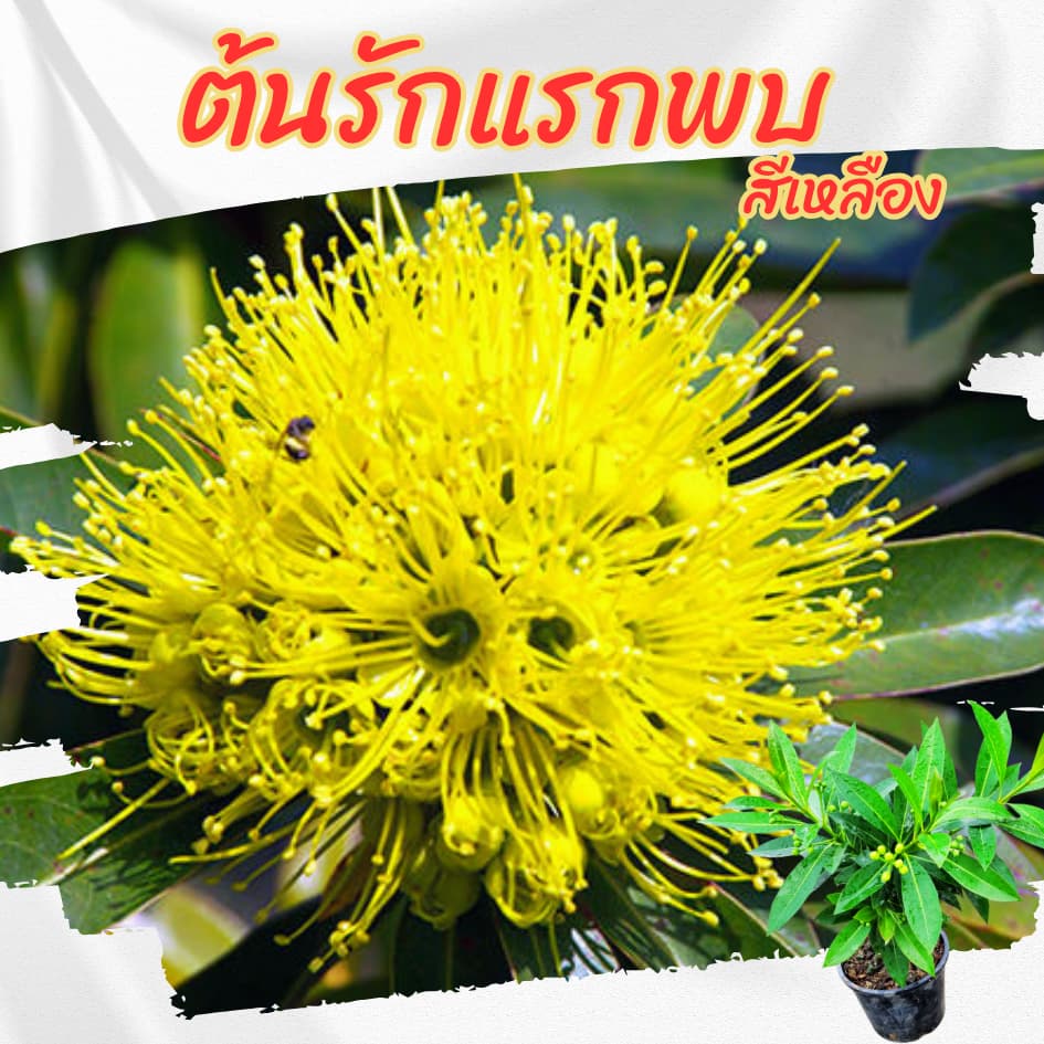 ต้นรักแรกพบ สีเหลือง กระถาง 6 นิ้ว รูปที่ 2