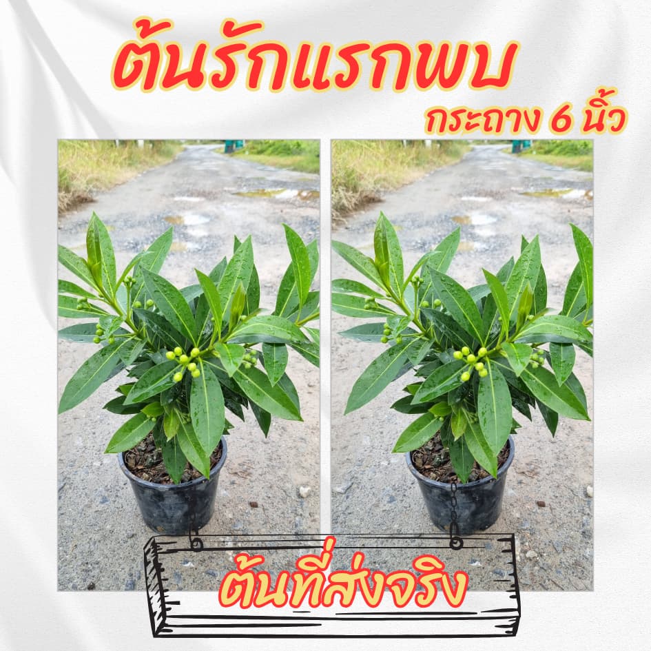 ต้นรักแรกพบ สีเหลือง กระถาง 6 นิ้ว รูปที่ 6