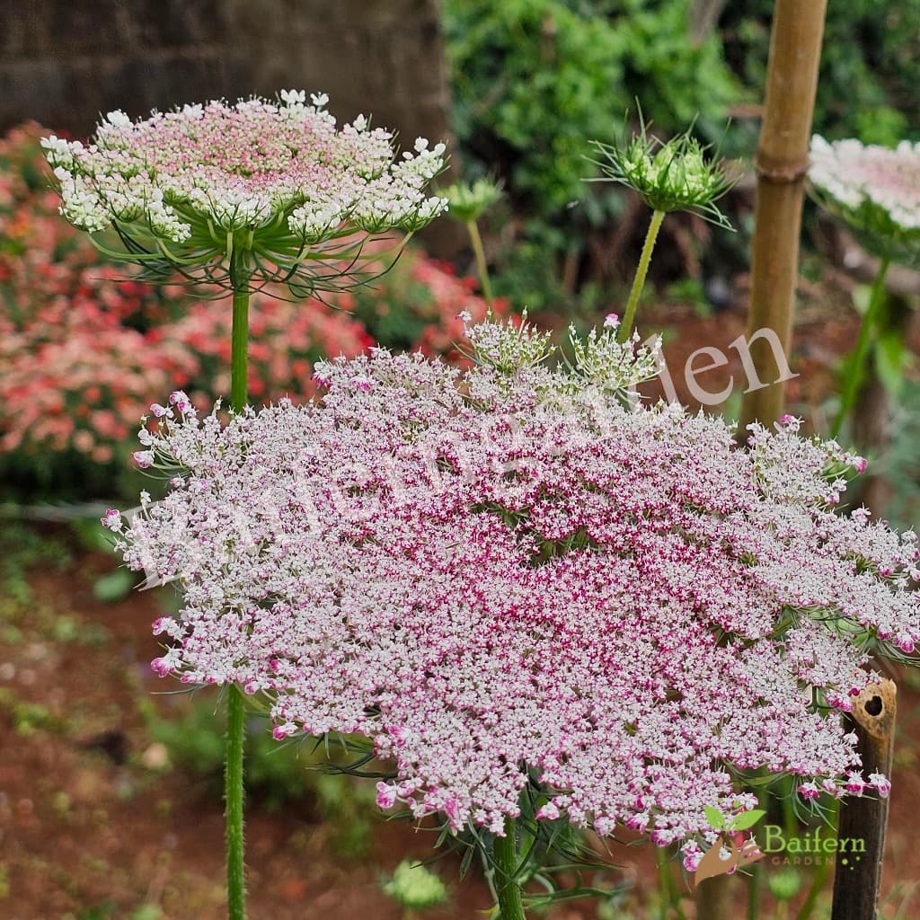 ต้นกล้าดอกแครอทป่าคละสี ดอกไม้กินได้ สวยงามเลี้ยงง่าย รูปที่ 4