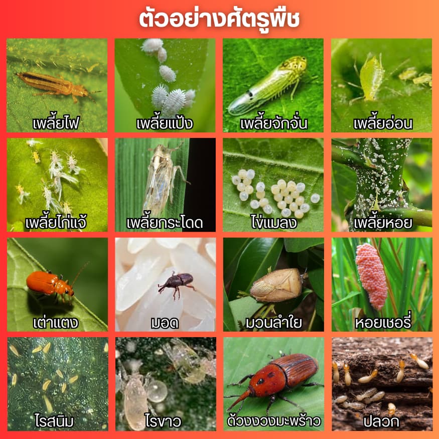 คลอร์ฟีนาเพอร์10เอสซี หนอนกระทู้ข้าวโพด หนอนกอ หนอนเจาะผล หนอนเจาะดอก หนอนเจาะขั้ว รูปที่ 3