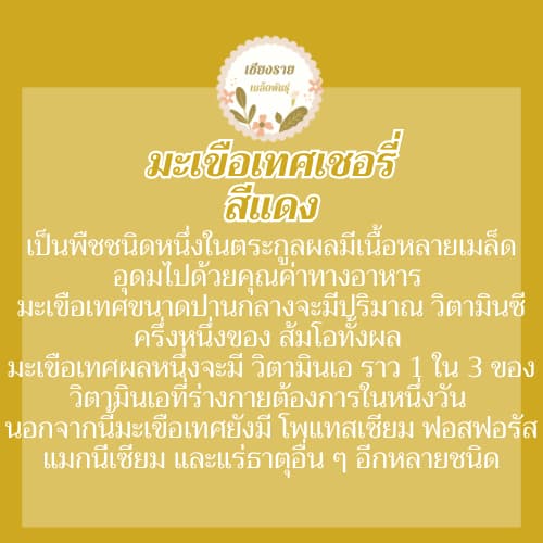 เมล็ดพันธุ์ มะเขือเทศเชอรี่ 15 เมล็ด Lycopersicon esculentum เมล็ดพันธุ์แท้ นำเข้าจากต่างประเทศ ปลูกผัก สวนครัว รูปที่ 4