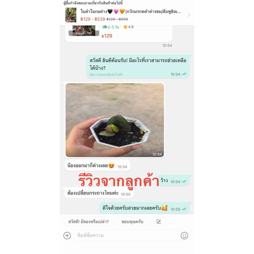 ใบดำในกอด่าง รับประกันตัดจากแม่ด่างจริง100%นำไปลุ้นต่อเกินคุ้ม รูปที่ 8