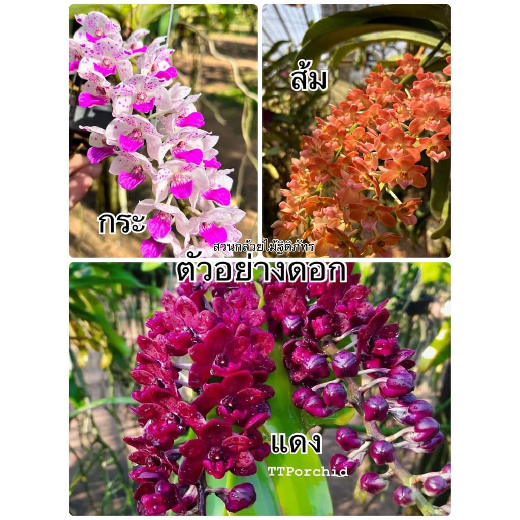 กล้วยไม้ช้าง ดอกมีกลิ่นหอม ไม้นิ้ว รูปที่ 4