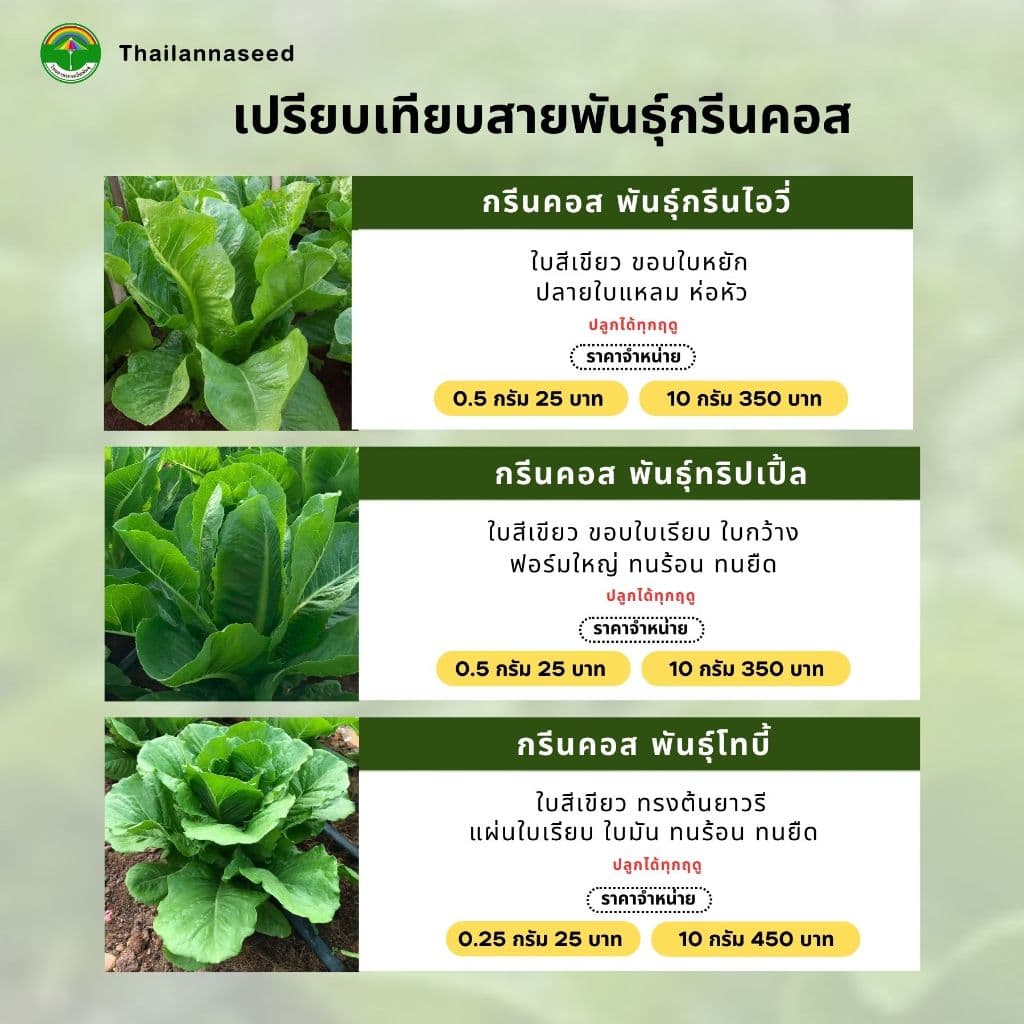 เมล็ดพันธุ์ผักสลัด กรีนคอส พันธุ์กรีนไอวี่ รหัสสินค้า 3016 รูปที่ 2