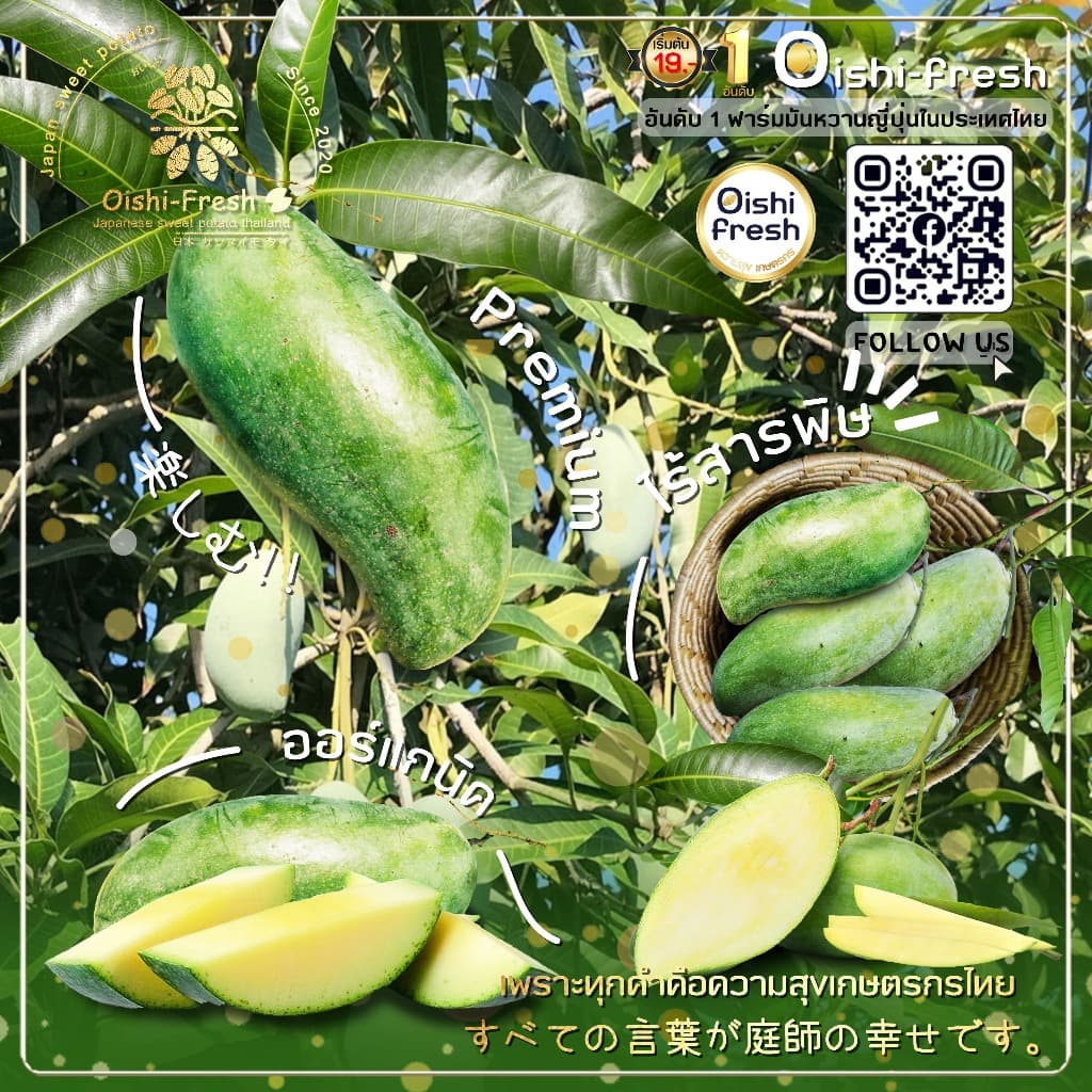 Oishi-freshมะม่วงเขียวเสวย แก่จัด คัดพิเศษ ปลอดสารพิษ รสชาติกรอบ สด ใหม่ ใยอาหารสูง หวานออร์แกนิค เคลมได้ 1-2 วัน รูปที่ 4