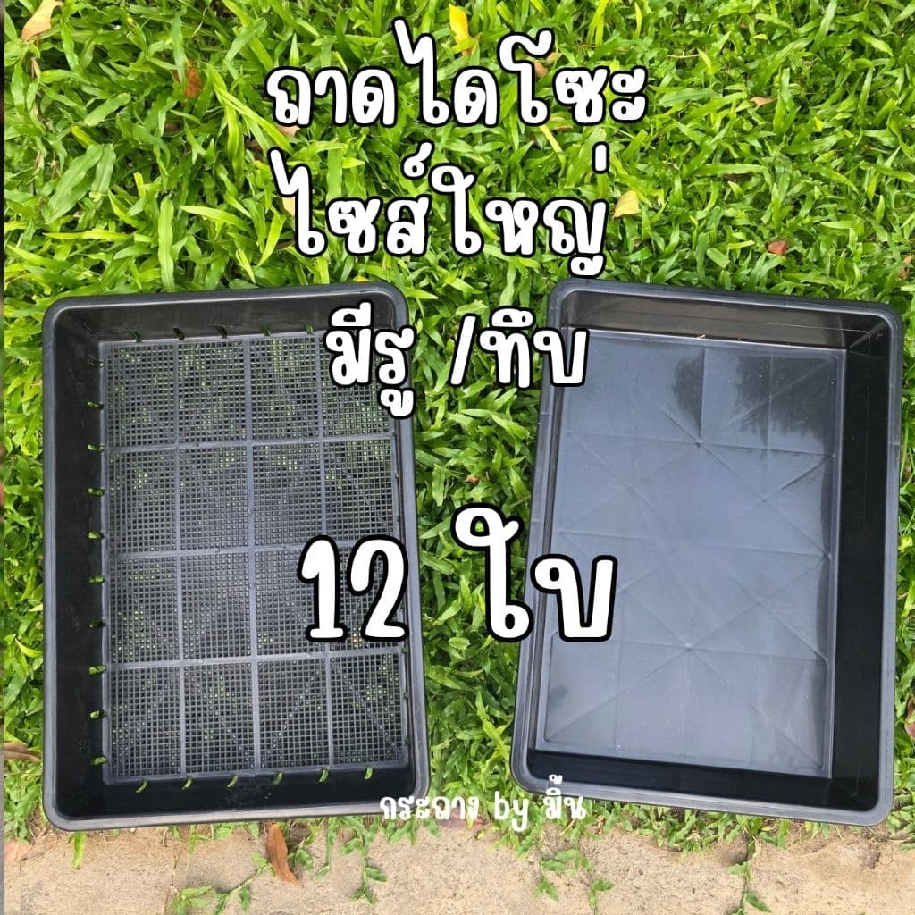 ถาดไดโซะไซส์ใหญ่ มีรู/แบบทึบ ถาดเพาะต้นอ่อน เพาะกล้า เพาะชำ เพาะเมล็ด รูปที่ 1