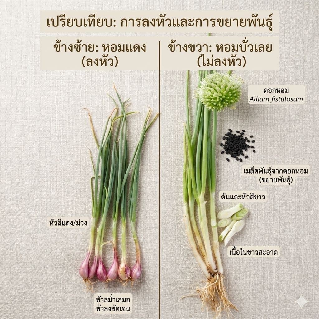 ต้นหอมบั่วเลย ปลูกง่าย โตเร็ว ปลอดสารเคมี รูปที่ 4