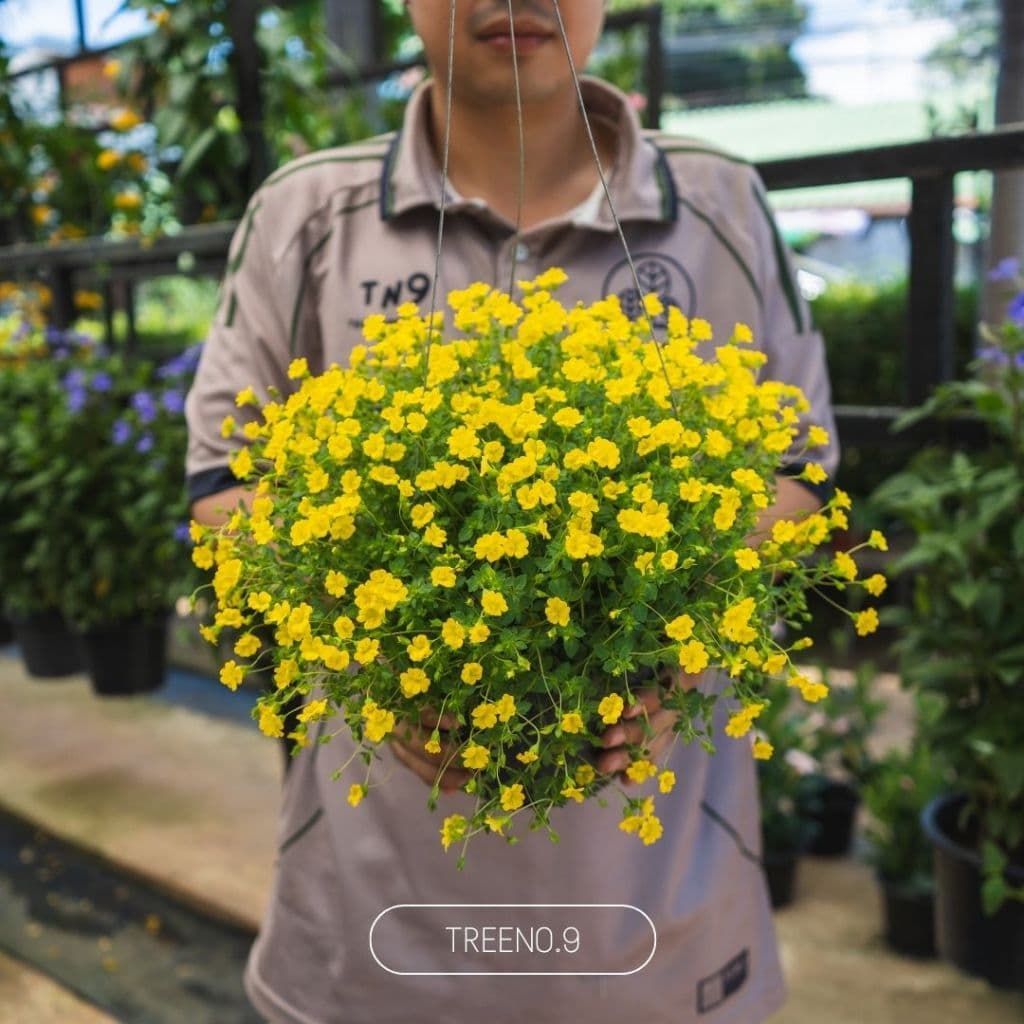 Treeno.9 T363 แม็คคาโดเนีย กระถางแขวน 8 นิ้ว สูง 25-30 cm. ดอกน่ารัก สีเหลือง ออกดอกเยอะตลอดทั้งปี รูปที่ 1