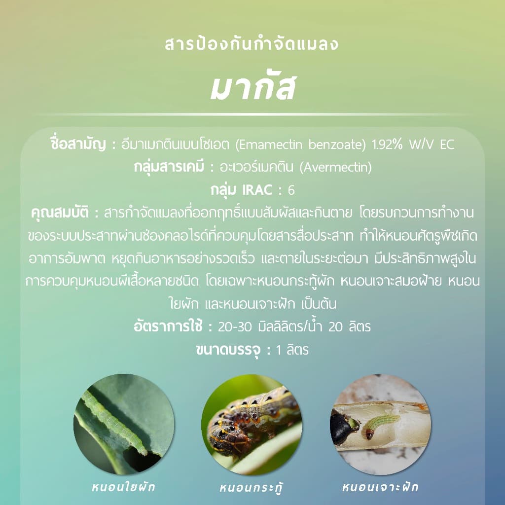 มากัส 1 ลิตร รูปที่ 2