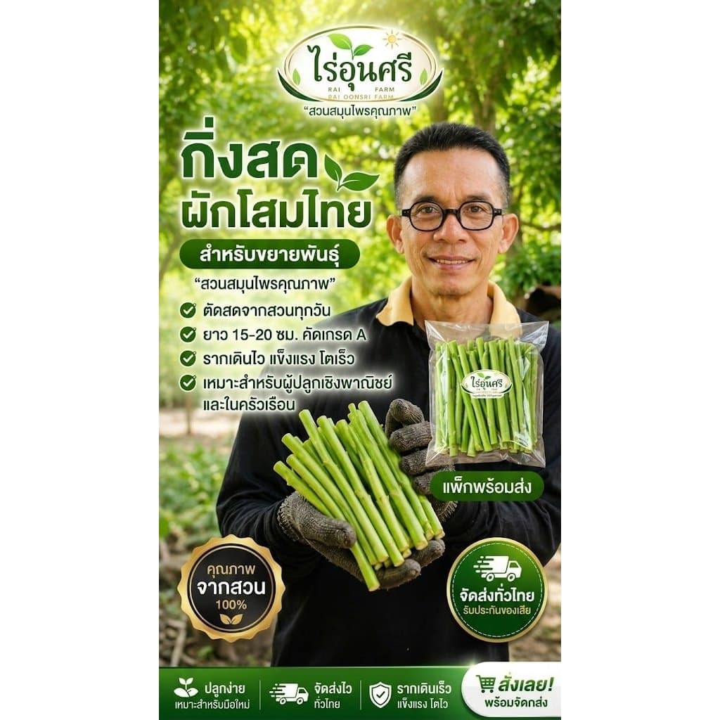 กิ่งละ 3 บาท! โสมไทยกิ่งสด พร้อมปักชำ ชุด 20 กิ่ง 50 บาท จากไร่อุ่นศรี รูปที่ 8