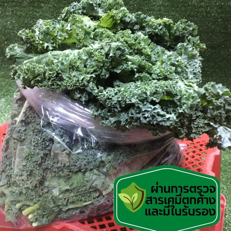 ผักเคลใบหยิก ผักเคล [มีใบรับรองปลอดสาร+ไม่มีสารเร่งสี] คะน้าใบหยิก ทำน้ำผักผลไม้ ทานกับสลัด