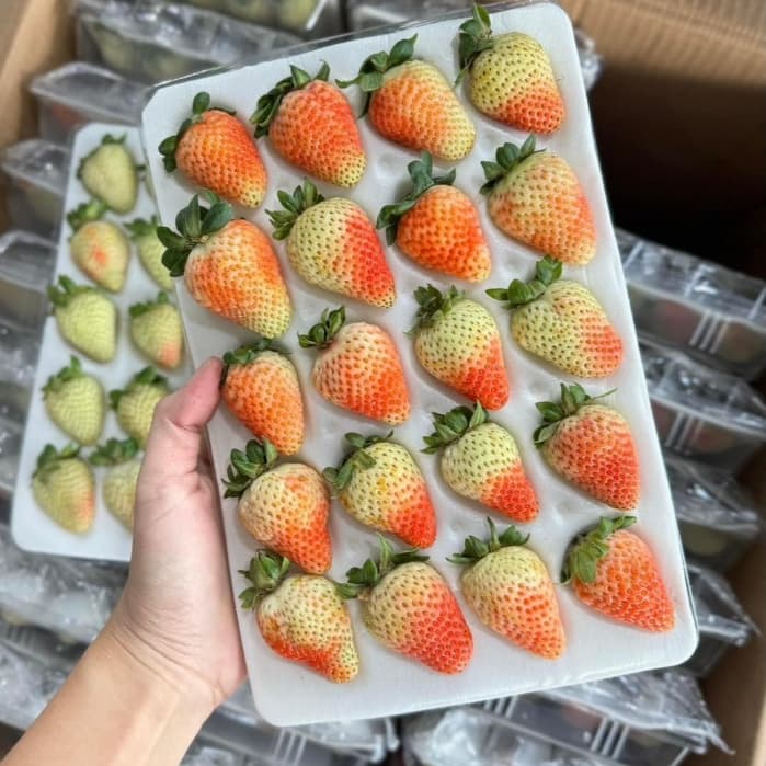 สตรอเบอรี่สด สตรอเบอรี่นำเข้าจากจีน เปรี้ยวหวาน สดชื่น ขนาด15-20-24ลูก อ่านรายละเอียดทุกอย่างก่อนกดสั่ง รูปที่ 7