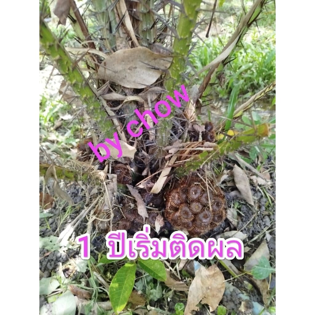 กล้าสละอินโด เพาะเมล็ด ต้นเล็ก รูปที่ 4