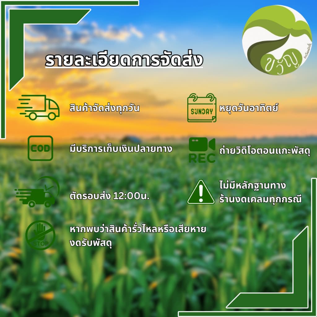 เมล็ดพันธุ์บวบงูลูกผสม บวบงู อนาคอนด้า02 ลอตใหม่ รูปที่ 9