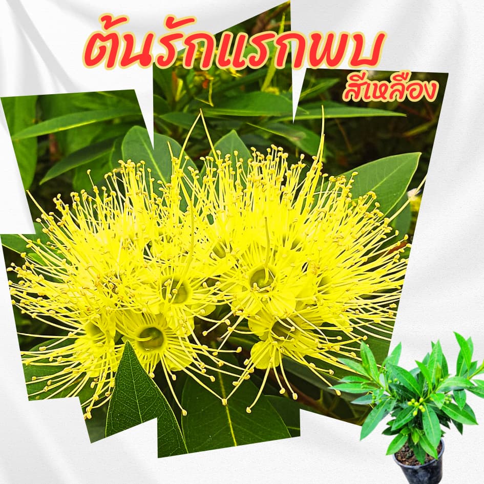 ต้นรักแรกพบ สีเหลือง กระถาง 6 นิ้ว รูปที่ 1