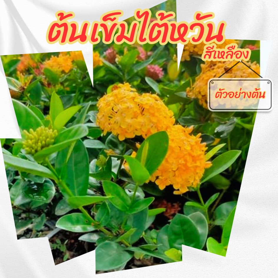 ต้นเข็มไต้หวันดอกสีเหลือง กระถาง 6 นิ้ว ออกดอกตลอดทั้งปี ดอกทนไม่ร่วงง่าย รูปที่ 6