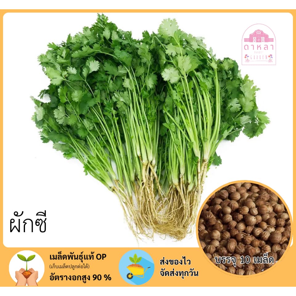 ผักซี บรรจุ 10 กรัม รูปที่ 1