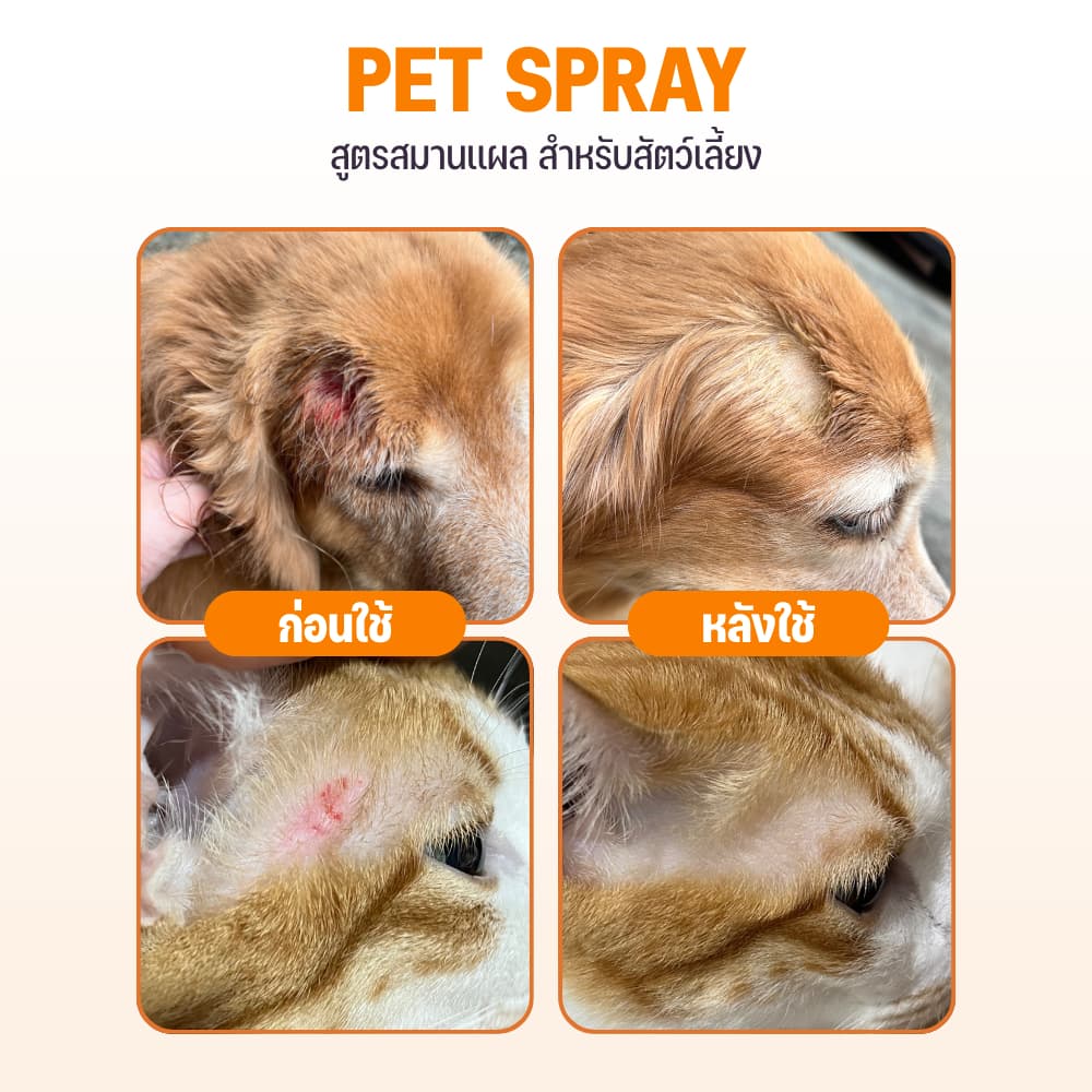 Goodboss Pet Spray สเปรย์สมานเเผลสำหรับสัตว์เลี้ยง ช่วยให้เเผลเเห้งเร็ว ผลิตภัณฑ์ออแกนิค รูปที่ 2