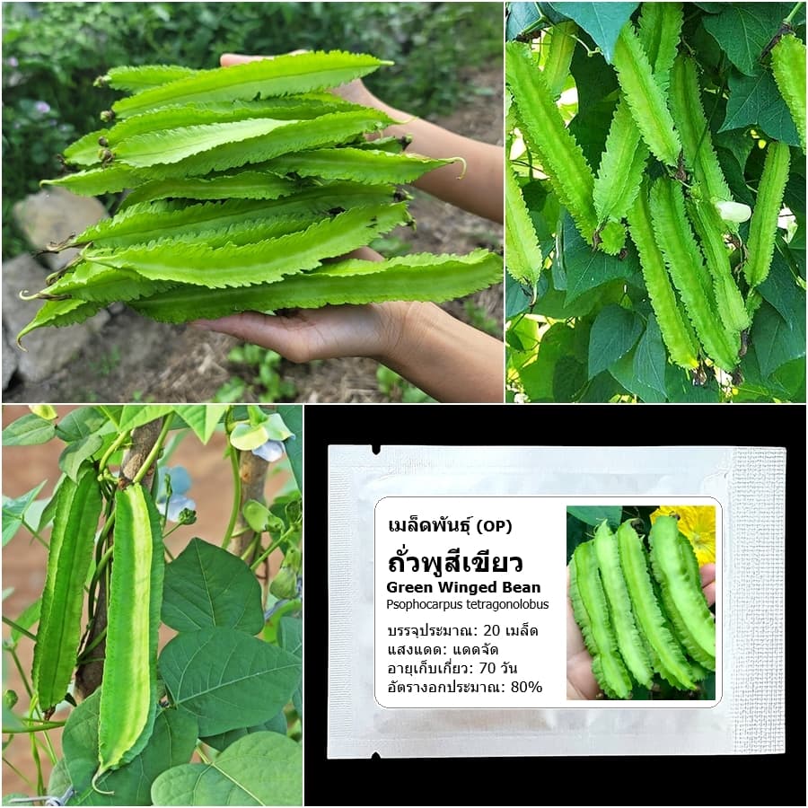 เมล็ดพันธุ์ ถั่วพูสีเขียว Green Winged Bean Seed 20 เมล็ด คุณภาพดี รูปที่ 1