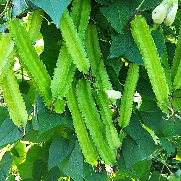 เมล็ดพันธุ์ ถั่วพูสีเขียว Green Winged Bean Seed 20 เมล็ด คุณภาพดี รูปที่ 3