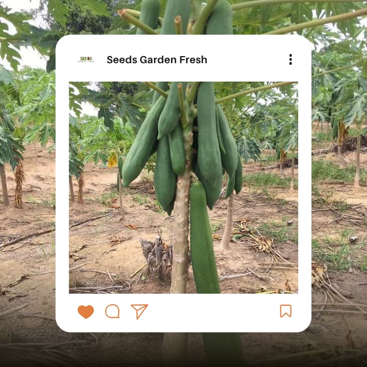 เมล็ดมะละกอแขกดำ บรรจุ 10 เมล็ด รูปที่ 5