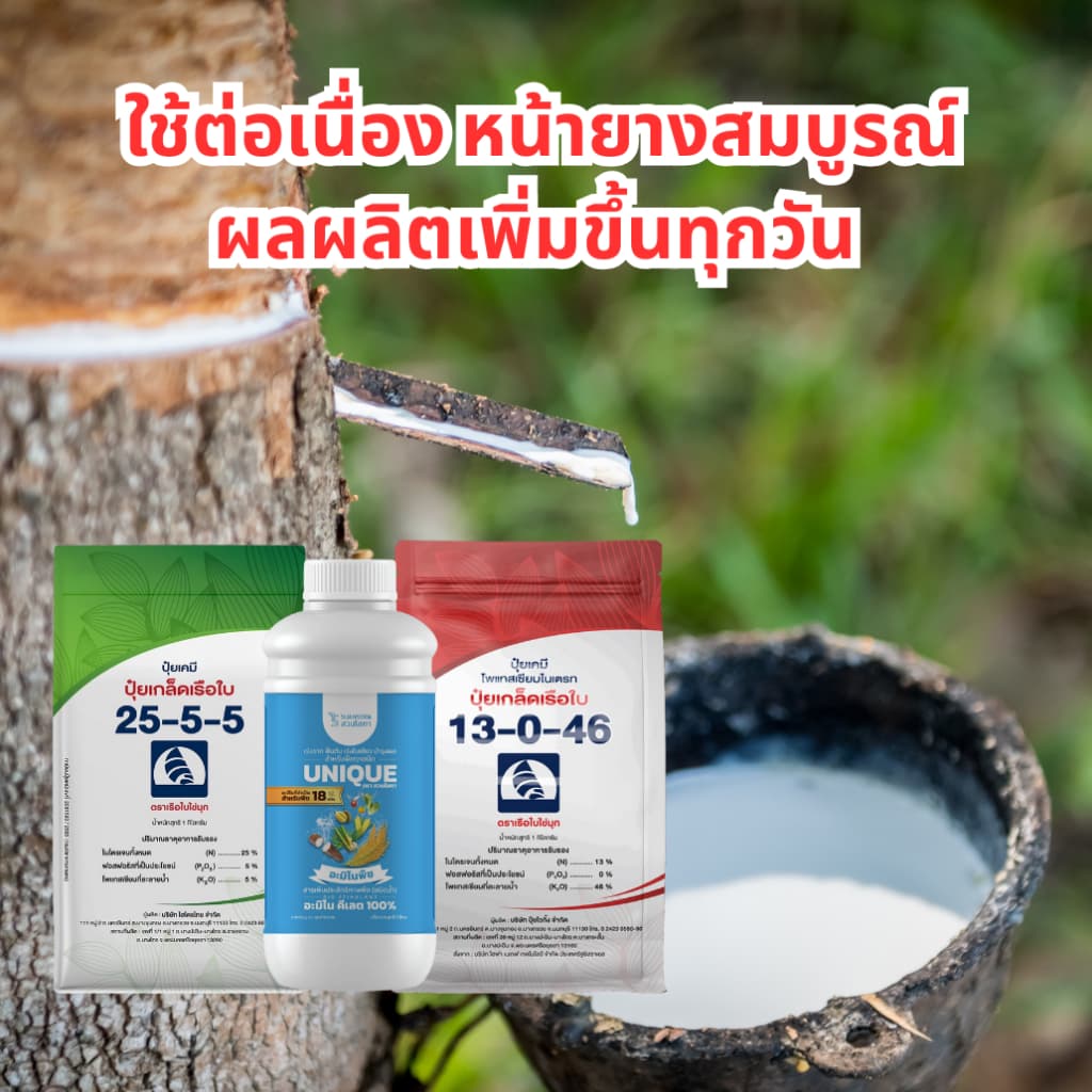 เซตเร่งน้ำยาง ปุ๋ยเกล็ดเรือใบ 25-5-5 1 กก. อะมิโนพืชคีเลต 1 ลิตร ปุ๋ยเกล็ดเรือใบ 13-0-46 1 กก. บำรุงหน้ายาง ฟื้นต้น รูปที่ 3