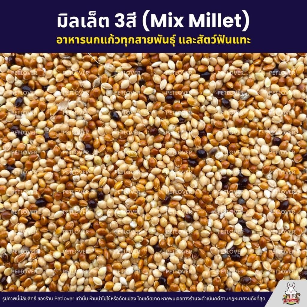 มิลเล็ต 3สี Mix Millet เกรดA อาหารนกเขาเล็ก นกแก้ว สัตว์ฟันแทะ สะอาด ร่อนฝุ่น รูปที่ 2