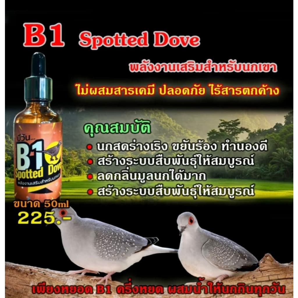 B1 Spotted Dove วิตามินนกเขา รูปที่ 4