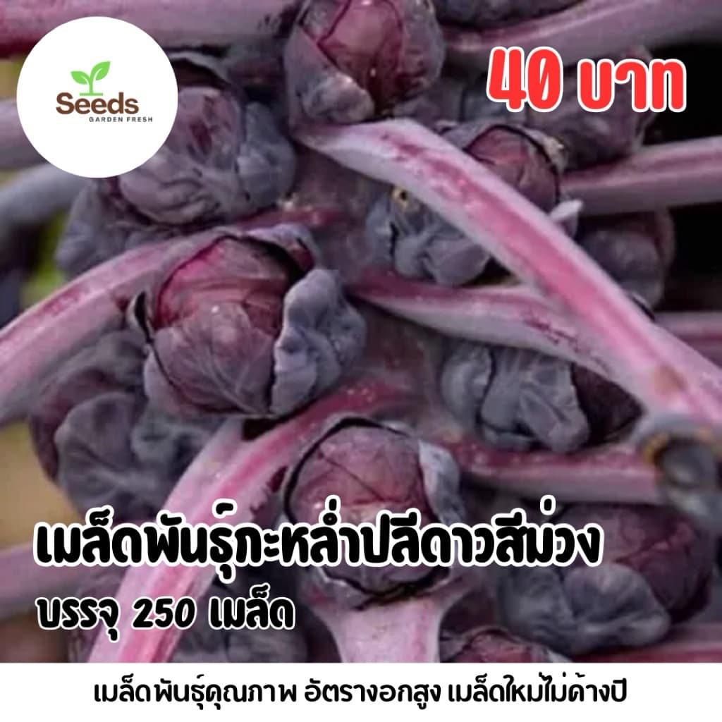 เมล็ดพันธุ์กะหล่ำปลีดาวสีม่วง บรรจุ 250 เมล็ด รูปที่ 1