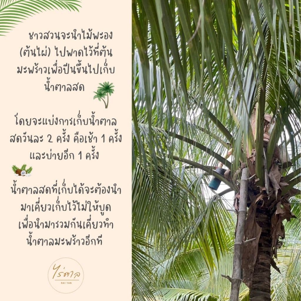 น้ำตาลมะพร้าวแท้เพชรบุรี 1 กิโล รูปที่ 4