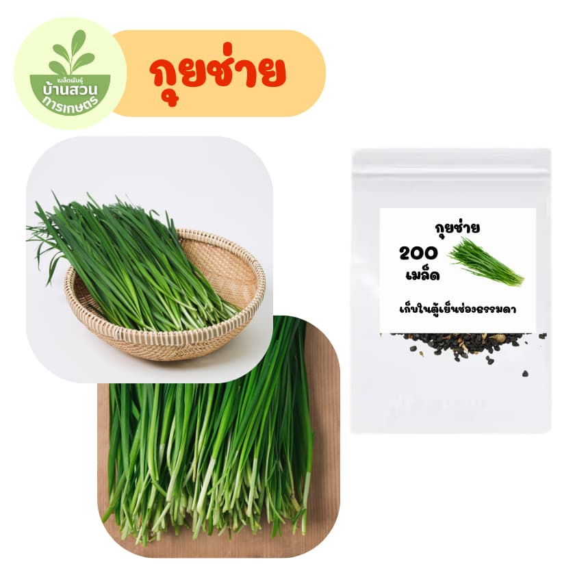 เมล็ดพันธุ์กุยช่าย จำนวน 200 เมล็ด รูปที่ 2