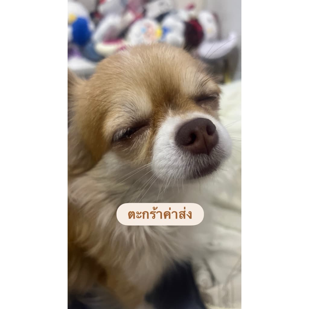 *ห้ามกด* ตะกร้าค่าส่ง กดได้เฉพาะลูกค้าที่มียอดเท่านั้น รูปที่ 2
