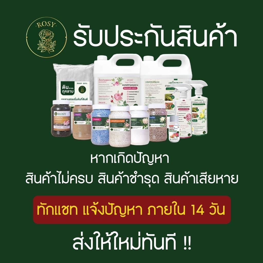 Rosy ปุ๋ยกุหลาบ บำรุงกุหลาบครบทุกส่วนของต้น ต้นกุหลาบจะได้รับสารอาหารครบถ้วน รูปที่ 5