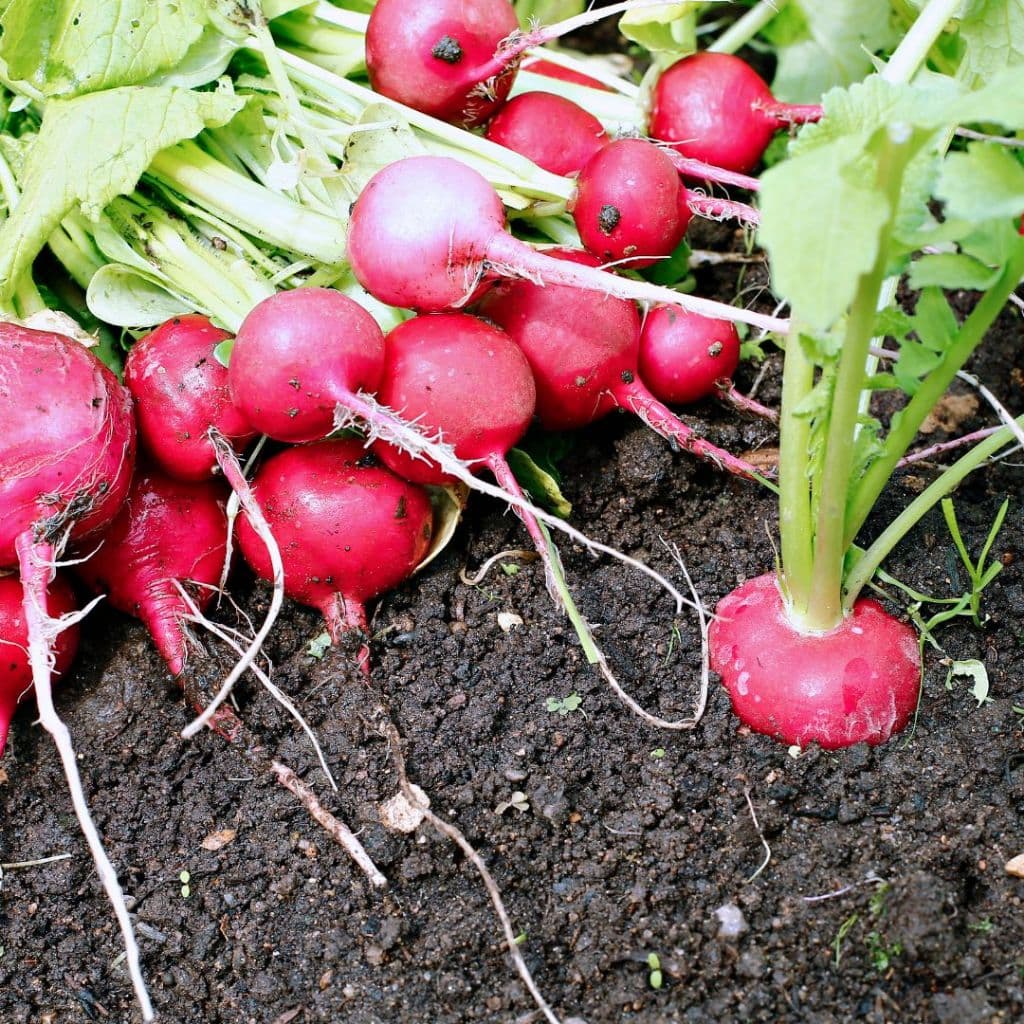 เมล็ดพันธุ์หัวไชเท้า Cherry Belle | Radish Seeds Cherry Belle โตเร็ว 20-25 วัน ปลูกง่าย | Non-GMO ปลูกกระถางหรือแปลงผั รูปที่ 4