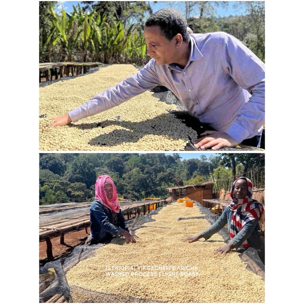 ANNIE - Ethiopia Yirgacheffe Aricha Adorsi Washed คั่วอ่อน รูปที่ 4